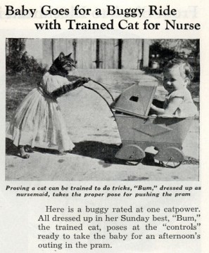 Cat Nurse (Black & WTF)