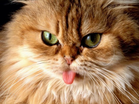 Photo of cat with tongue out reposted by The Yale Record college humor magazine